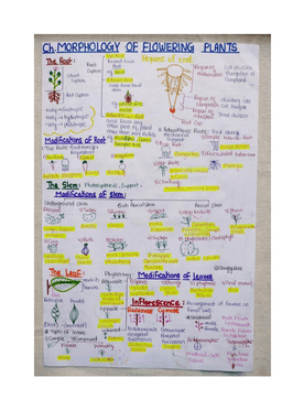 Morphology in Flowering Plants Notes PDF (NEET Biology) 2025-26 – Quick Revision Guide